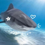 shark Avatar